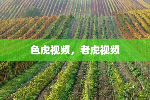 色虎视频，老虎视频