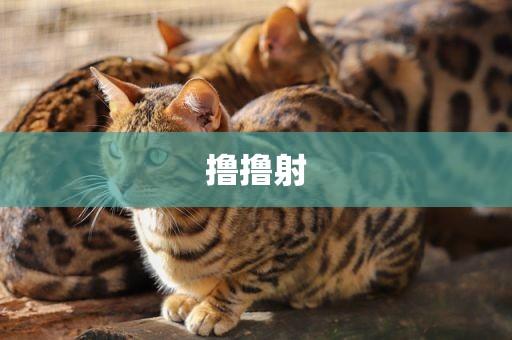 撸撸射