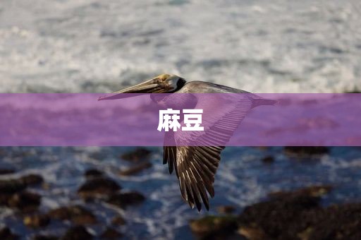 麻豆