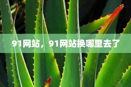 91网站，91网站换哪里去了