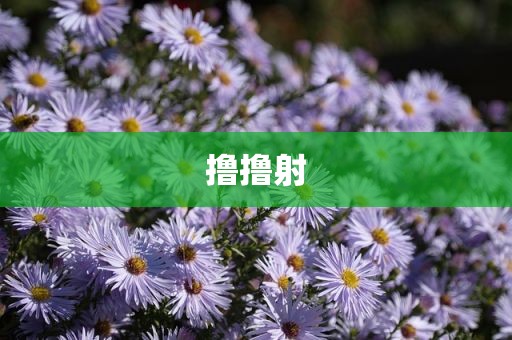 撸撸射