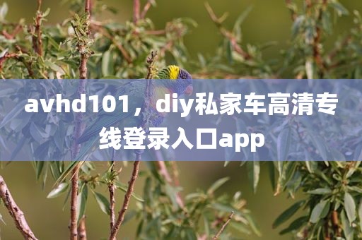 avhd101，diy私家车高清专线登录入口app