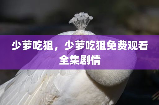 少萝吃狙，少萝吃狙免费观看全集剧情