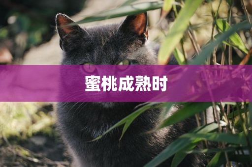 蜜桃成熟时