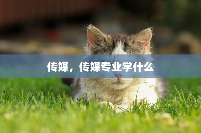 传媒，传媒专业学什么