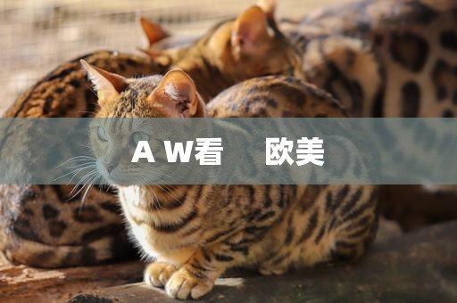 A W看     欧美