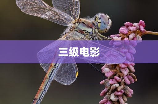 三级电影