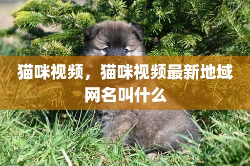 猫咪视频，猫咪视频最新地域网名叫什么