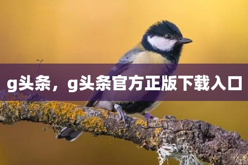g头条，g头条官方正版下载入口