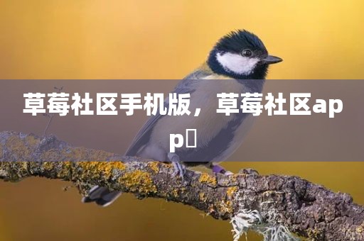草莓社区手机版，草莓社区app 