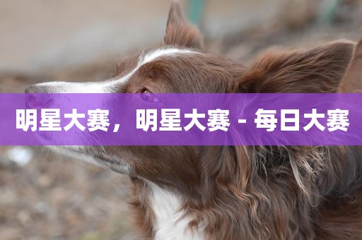明星大赛，明星大赛 - 每日大赛