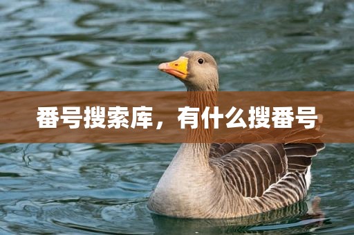 番号搜索库，有什么搜番号