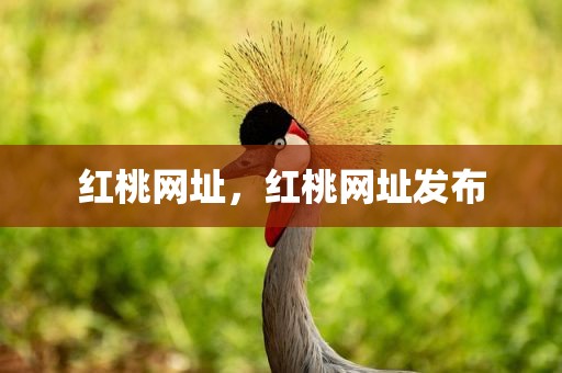 红桃网址，红桃网址发布