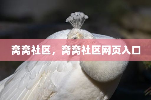 窝窝社区，窝窝社区网页入口