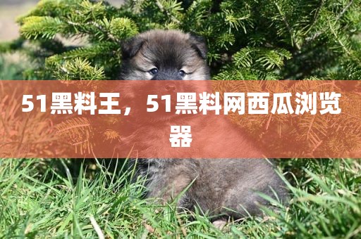 51黑料王，51黑料网西瓜浏览器