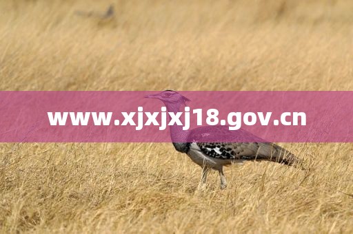 www.xjxjxj18.gov.cn
