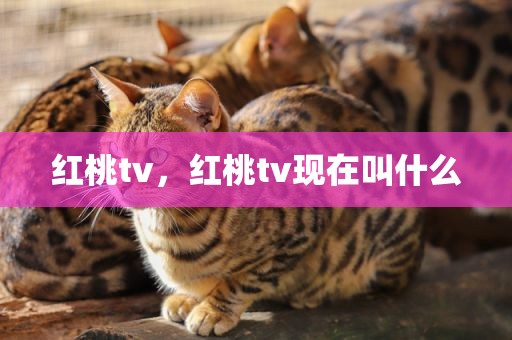 红桃tv，红桃tv现在叫什么