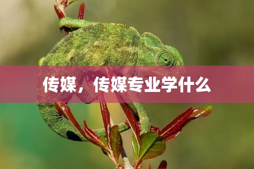 传媒，传媒专业学什么