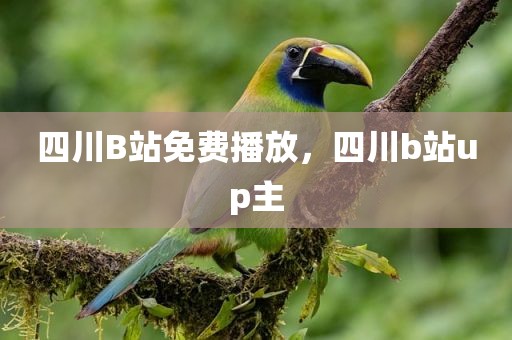 四川B站免费播放，四川b站up主