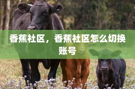 香蕉社区，香蕉社区怎么切换账号