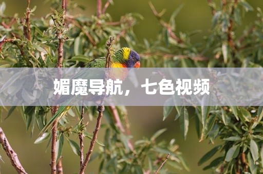 媚魔导航，七色视频