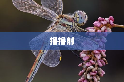 撸撸射