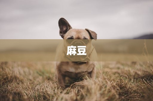 麻豆