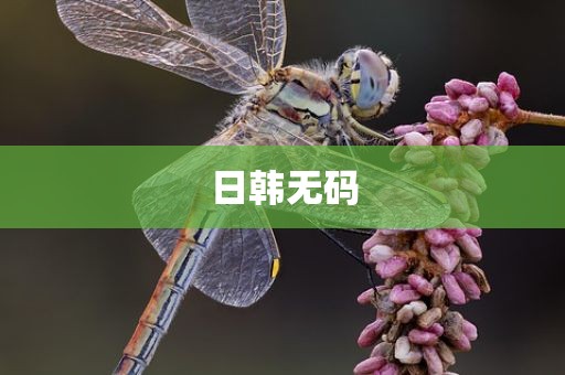 日韩无码