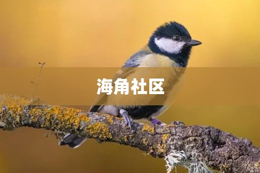 海角社区