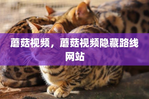 蘑菇视频，蘑菇视频隐藏路线网站