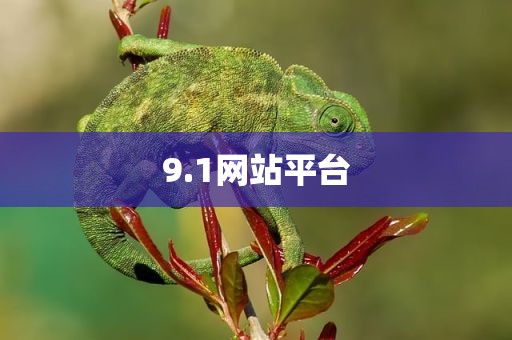 9.1网站平台