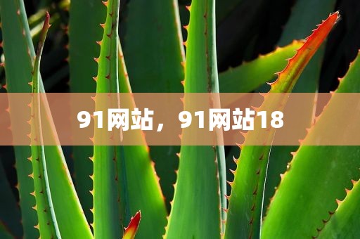 91网站，91网站18
