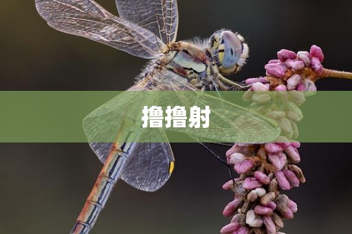 撸撸射
