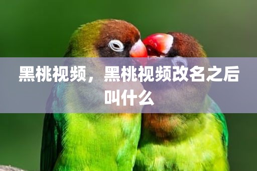 黑桃视频，黑桃视频改名之后叫什么