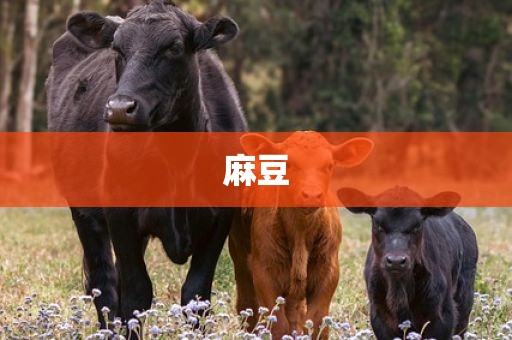麻豆
