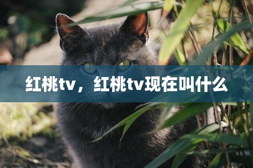 红桃tv，红桃tv现在叫什么