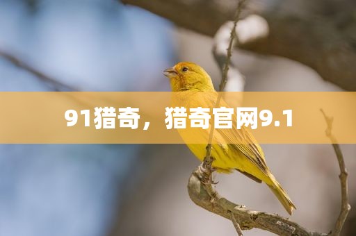 91猎奇，猎奇官网9.1