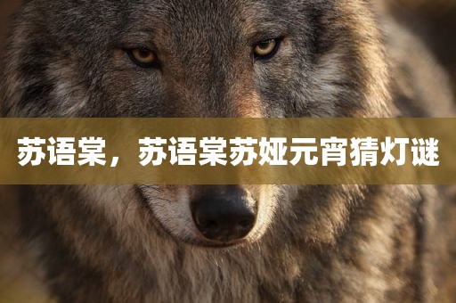 苏语棠，苏语棠苏娅元宵猜灯谜