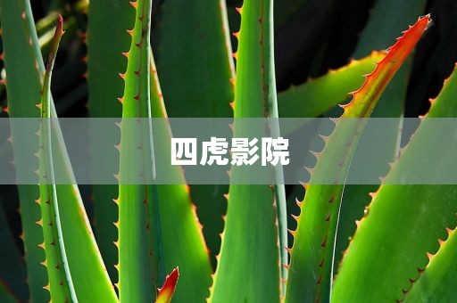 四虎影院