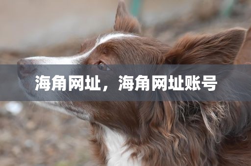 海角网址，海角网址账号