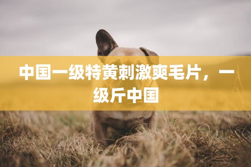 中国一级特黄刺激爽毛片，一级斤中国