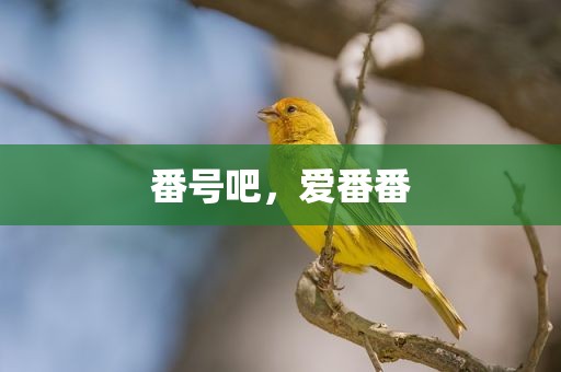番号吧，爱番番