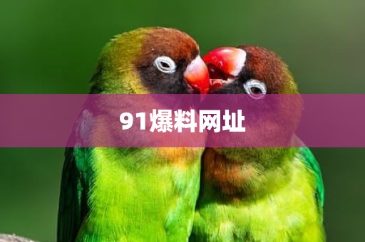 91爆料网址
