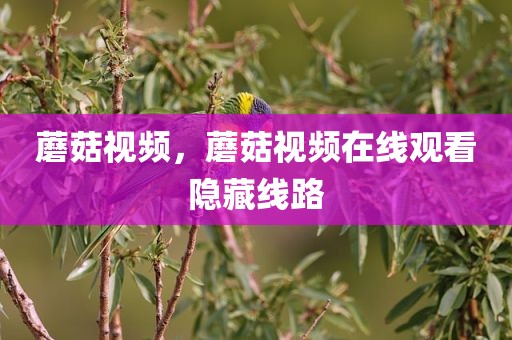 蘑菇视频，蘑菇视频在线观看隐藏线路