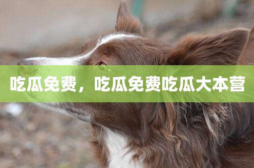 吃瓜免费，吃瓜免费吃瓜大本营
