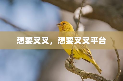 想要叉叉，想要叉叉平台