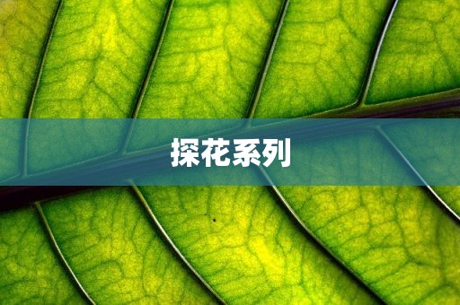 探花系列