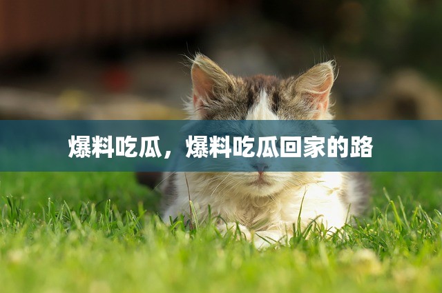 爆料吃瓜，爆料吃瓜回家的路