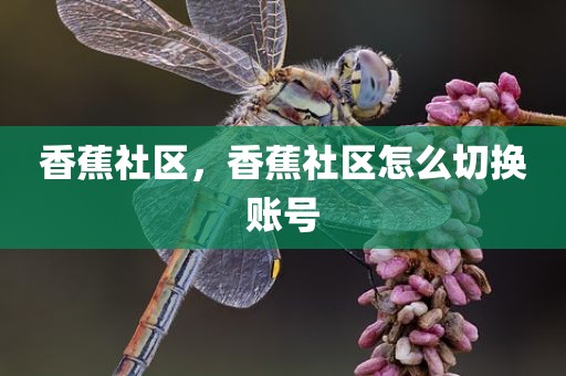 香蕉社区，香蕉社区怎么切换账号