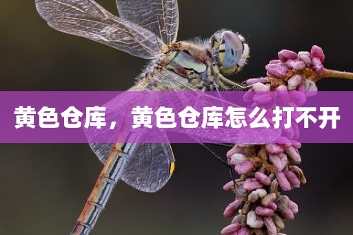 黄色仓库，黄色仓库怎么打不开
